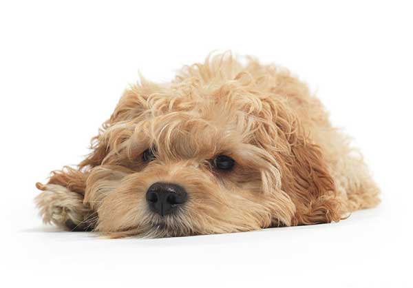 Behandelingen Sanadog