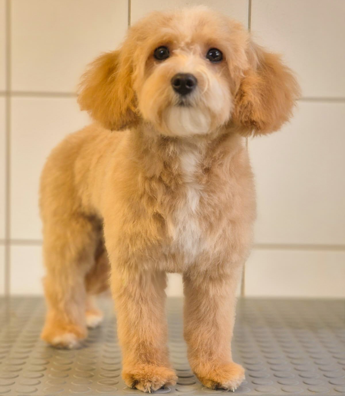 Behandelingen Sanadog