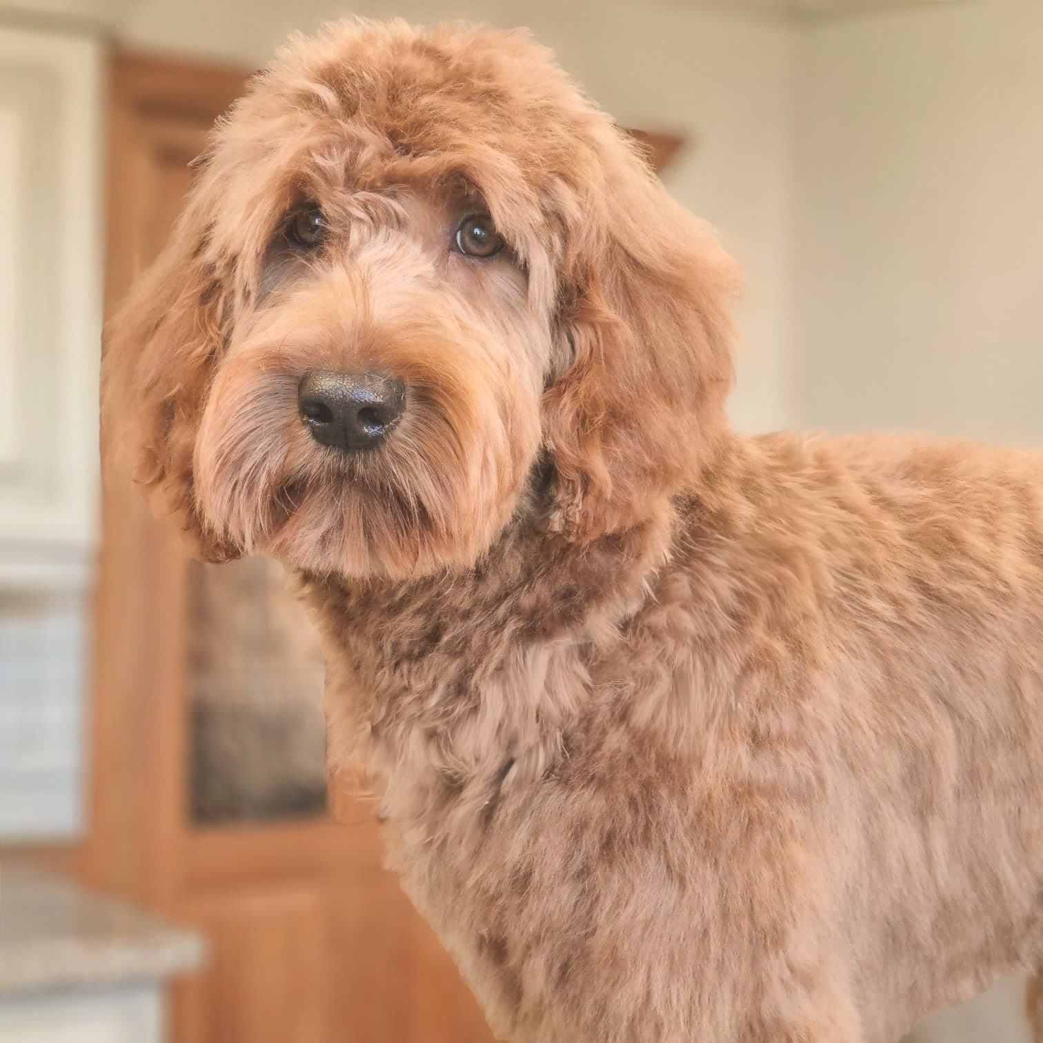 Behandelingen Sanadog