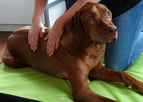 Massagetherapie voor honden