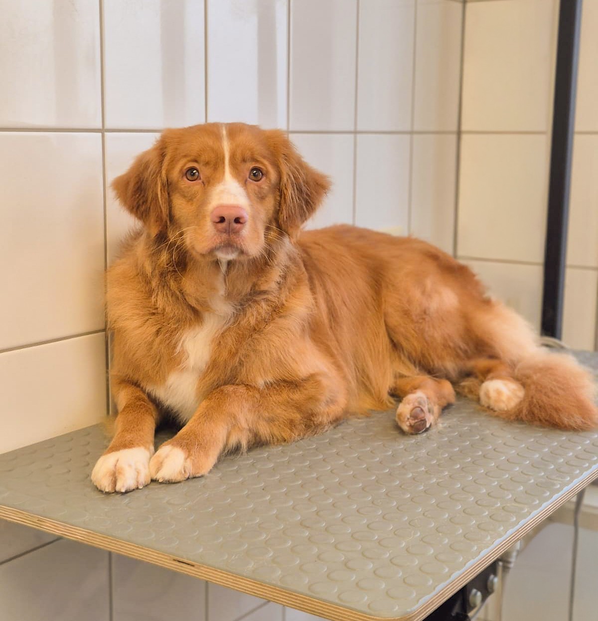 Behandelingen Sanadog