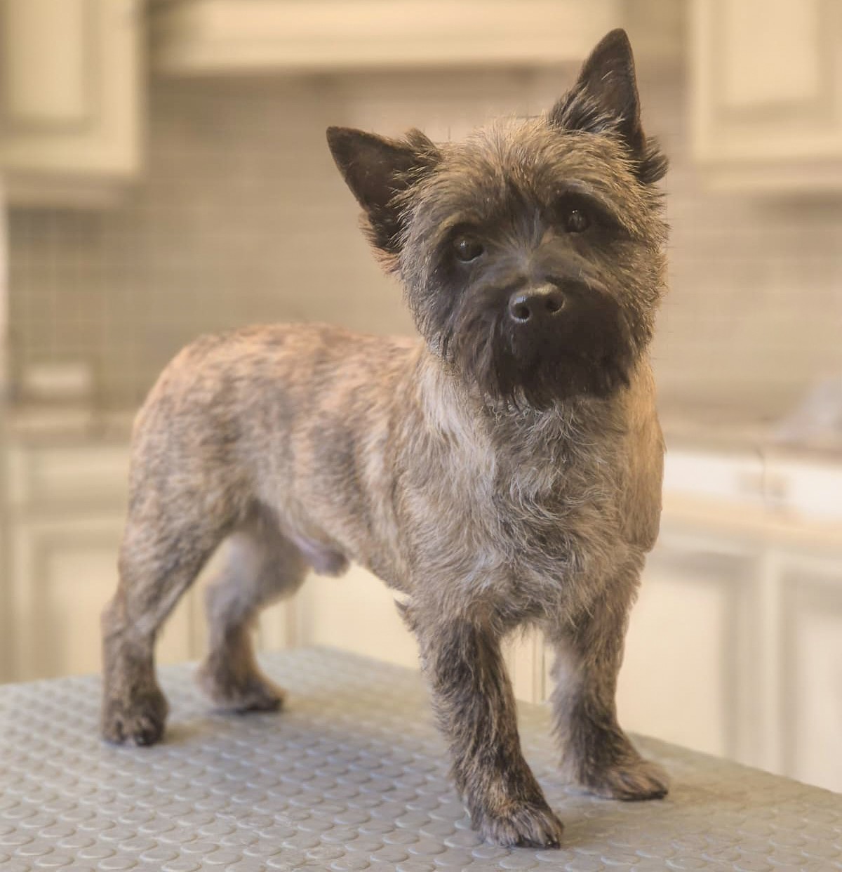 Plukken van een hond