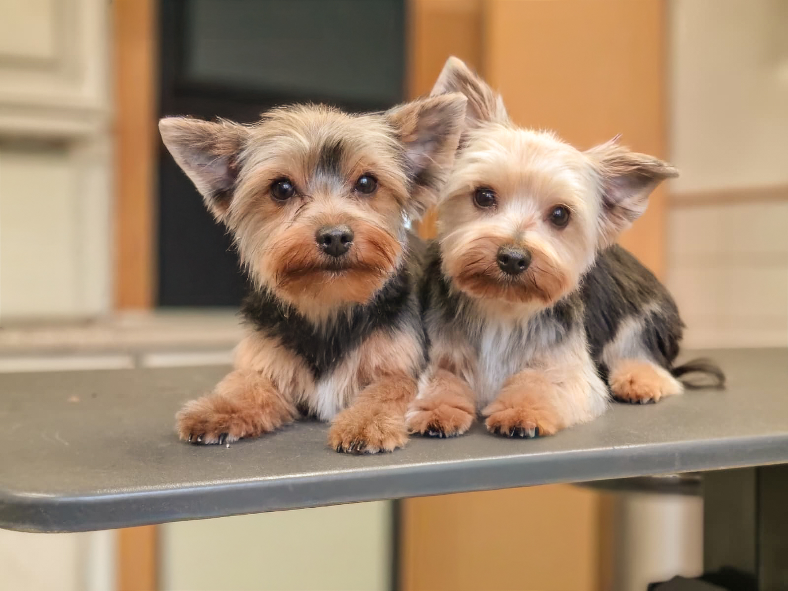 Nagels knippen bij een hond