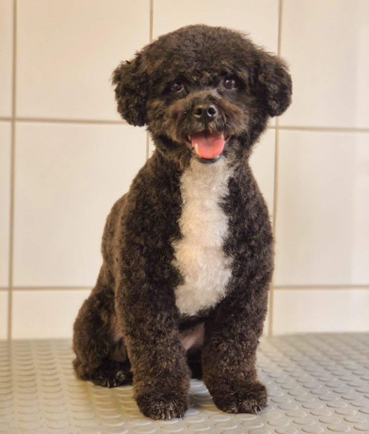 Behandelingen Sanadog